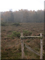 Heathland and Woodland, Norden Common