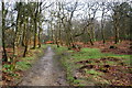 Path in Billinge Wood