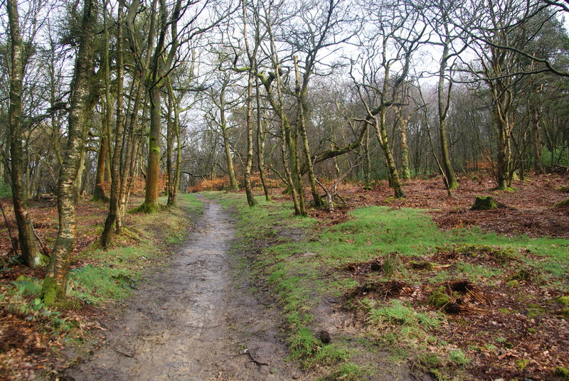 billinge wood mountain bike trails