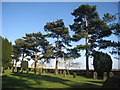 Pine trees in Barrow Cemetery