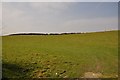 Mid Devon : Grassy Field