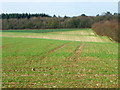 SU0828 : Early spring crops, Bishopstone by Maigheach-gheal