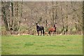 West Somerset : Horse in a Field