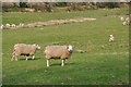 Mid Devon : Sheep Grazing