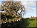 Field margin above Coed Ffridd-marian-du