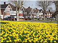 TQ1765 : Kelvin Grove, Daffodils by Colin Smith