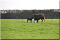 Mid Devon : Sheep Grazing