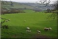 Mid Devon : Grassy Field & Sheep Grazing