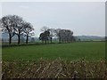 Trees lining the road to Leonard Farm