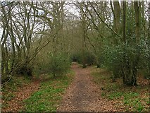 TQ5413 : Footpath, Hoads Wood by Simon Carey