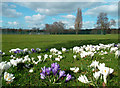 Crocuses in Eltham Park