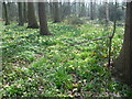 TQ4878 : Wild daffodils in Lesnes Abbey Woods by Marathon