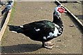 Muscovy Drake, Birkenhead Park