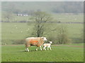 SK1251 : Ewe and lamb, Rushley by Peter Barr