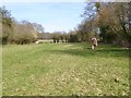 Stuckton, cattle grazing