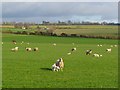 SU2677 : Pasture, Aldbourne by Andrew Smith