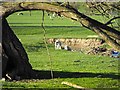 Lambs exploring the bank of  the brook