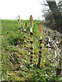 Great Horsetails near Stretton