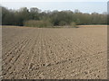 Spring barley near Hatton