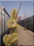 TQ9064 : Pussy Willow on Saxon Shore Way by David Anstiss
