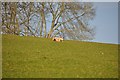ST0531 : West Somerset : Dog in a Field by Lewis Clarke