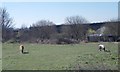 Ponies grazing - off Whitehall Road