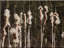 TQ1263 : Bulrushes, West End Common by Colin Smith
