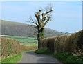 2012 : An old oak tree, nicely pruned