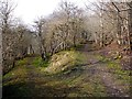 Junction of paths above Chainley Burn