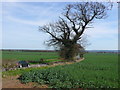 Bean Field at Hatton Bank Farm