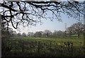 Oaks and pasture, Wheatcroft Farm