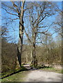 SK1965 : Lathkill Dale footpath passing tall trees by Andrew Hill