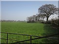 Field and field boundary near Wheatcroft Farm