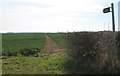 Crop Fields and Footpath