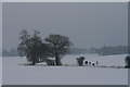 Trees in the Snow