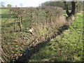 Butterbur in the beck