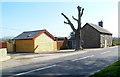 Severely pruned tree, Newbridge-on-Wye