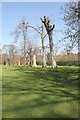 Trees along eastern edge of Agg Gardner recreation ground