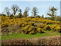 Gorse in flower