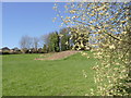 Pussy Willow at Studfield Hill