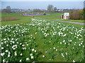 Daffodils in East Wickham Open Space