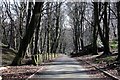 Tree-lined track to Wood Farm