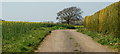 Tree in a Field