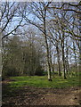 ST0605 : Woodland near St Andrew's Wood by Derek Harper