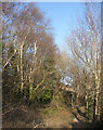 SS8676 : Path in birch woodland, Merthyr Mawr Warren by eswales