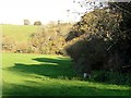 Pasture and Trees