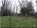 Ruins in Dipton Woods