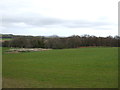 Farmland towards Congburn Wood