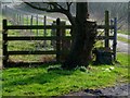 Tree trunk on A27 near Wilmington