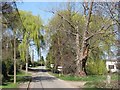 Harston: green willows near Willow Farm